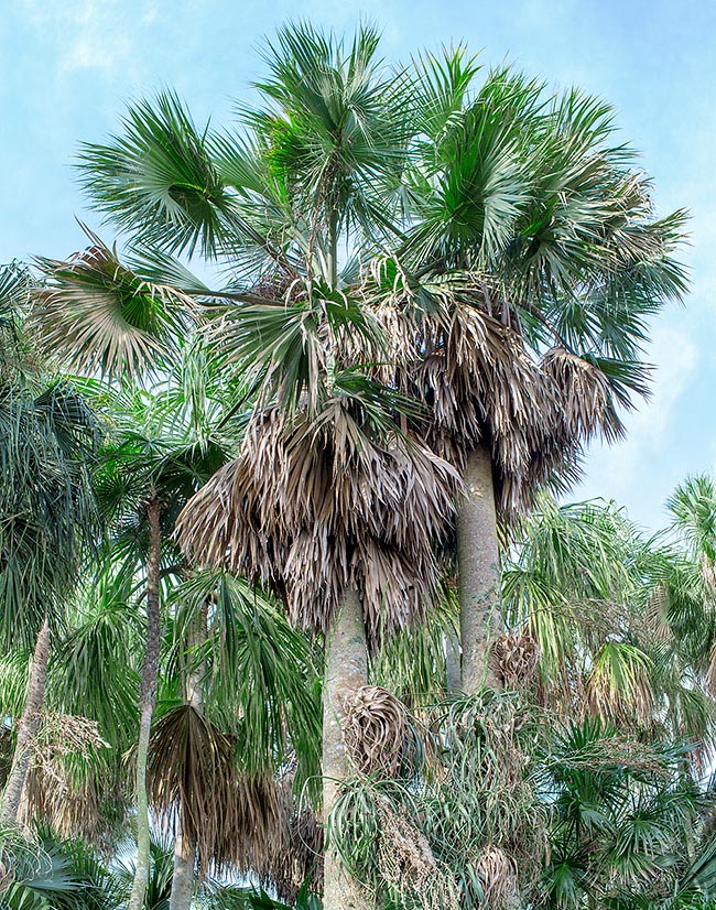 Sabal maritima, Arecaceae, Cuban palmetto