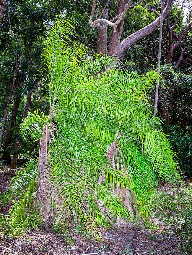 Syagrus flexuosa, Arecaceae, Palme