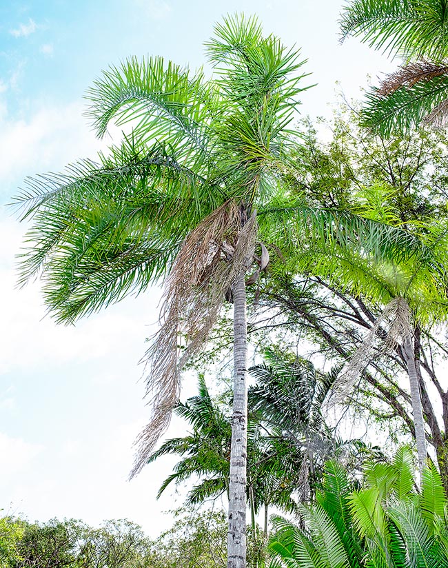 Syagrus oleracea, Arecaceae, palme