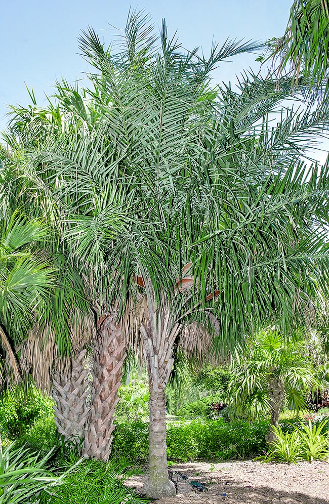 Syagrus picrophylla, Arecaceae, lent coconut 