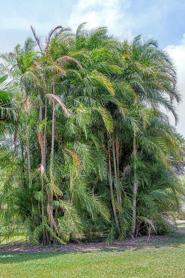 Syagrus stenopetala, Arecaceae, palme