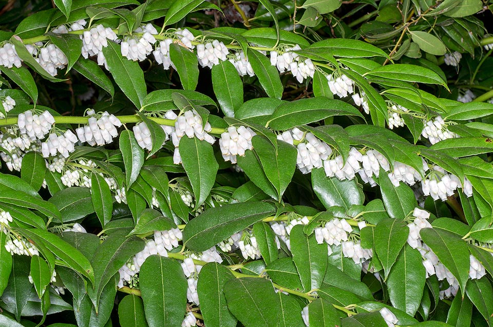 Agarista populifolia, Ericaceae