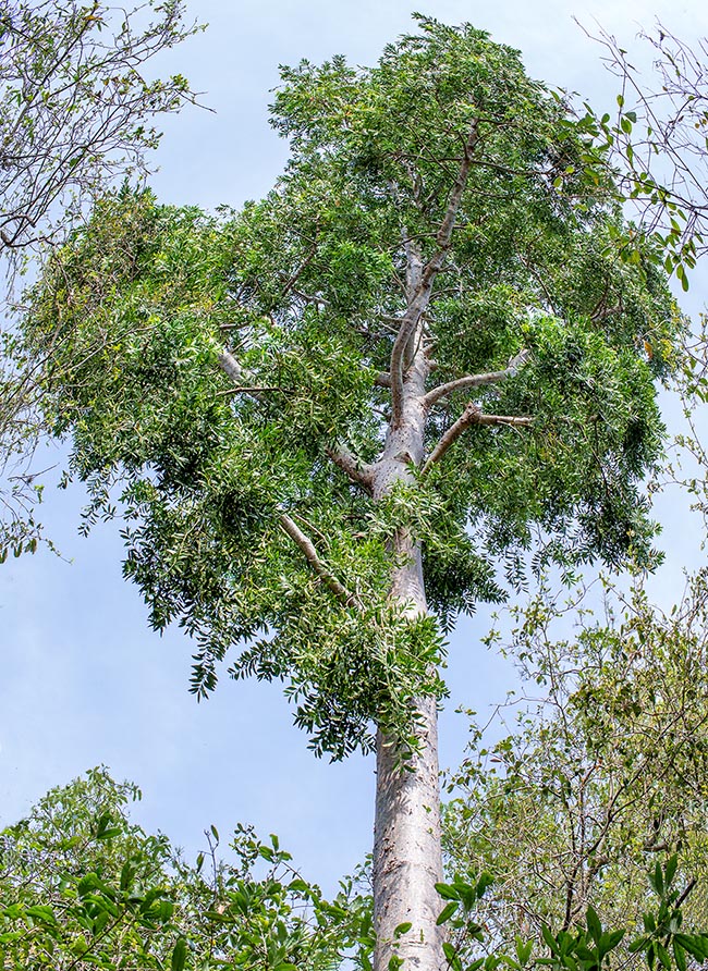 Agathis robusta, Araucariaceae, dundathu-pine, kauri pine, north Queensland kauri, Pacific kauri, smoothbark kauri, Queensland kauri, south Queensland kauri-pine 