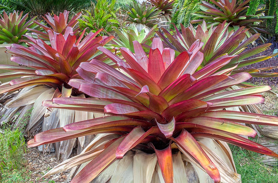 Alcantarea imperialis, giant bromeliad, giant vriesea, imperial bromeliad, Bromeliaceae