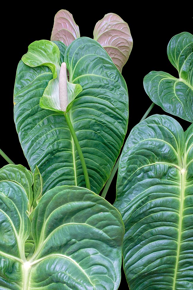 Anthurium veitchii, Araceae