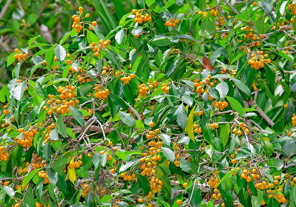 Auranticarpa rhombifolia, Pittosporaceae