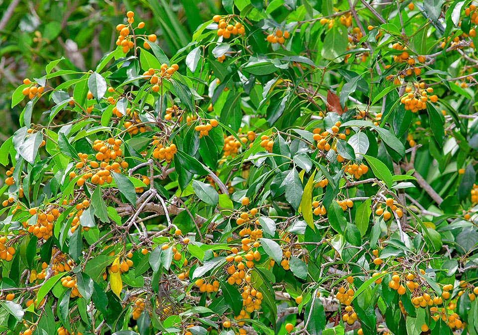 Auranticarpa rhombifolia, Pittosporaceae, diamond laurel, diamond leaf laurel, diamond leaved Pittosporum, diamond Pittosporum, holliwood, holly wood, Queensland Pittosporum, white holly, white myrtle 