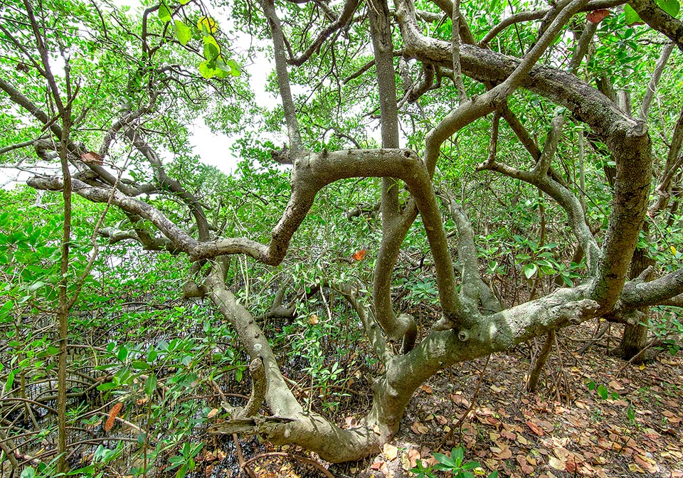 Avicennia germinans, Acanthaceae, black mangrove, black-wood, lagoon tree, mangle, olive mangrove, salt water mangrove, white mangrove