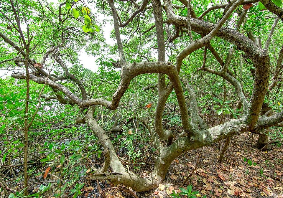 Avicennia germinans, Acanthaceae