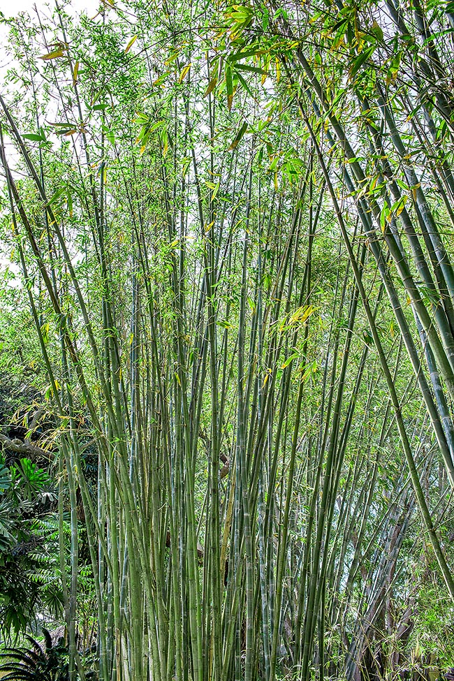 Bambusa oldhamii, Poaceae, giant timber bamboo, green bamboo, Oldham’s bamboo