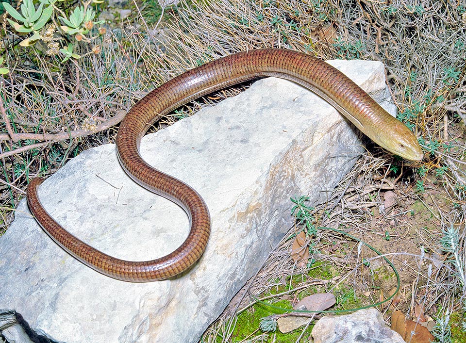 Pseudopus apodus, Pallas's glass lizard, Sheltopusik, Anguidae