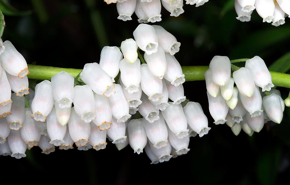 Agarista populifolia, Ericaceae