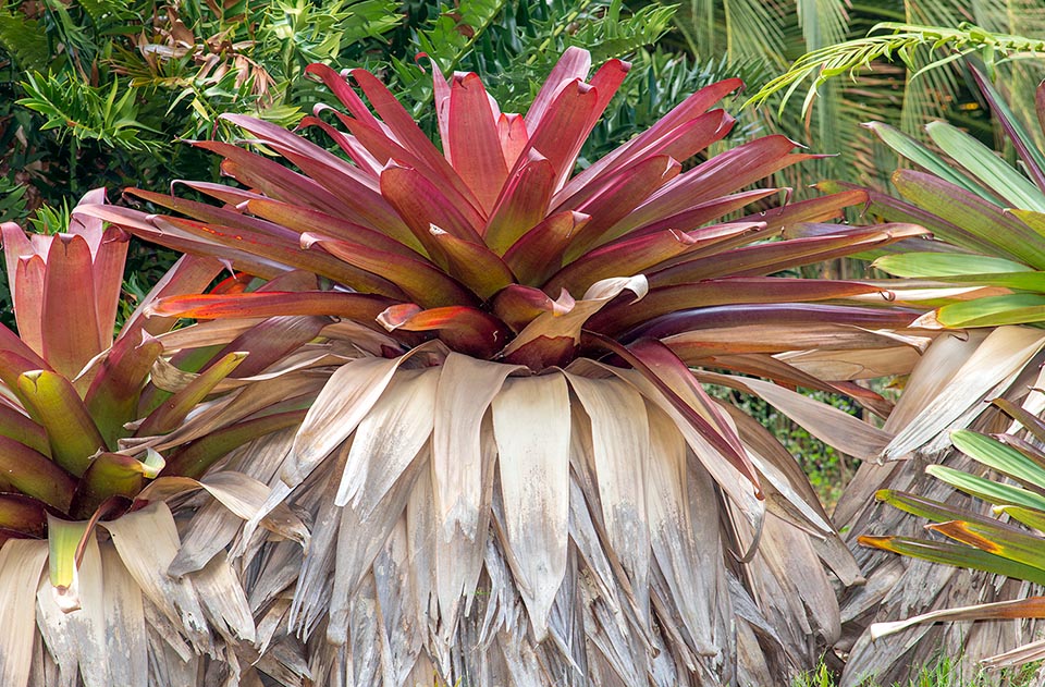 Alcantarea imperialis, Bromeliaceae 