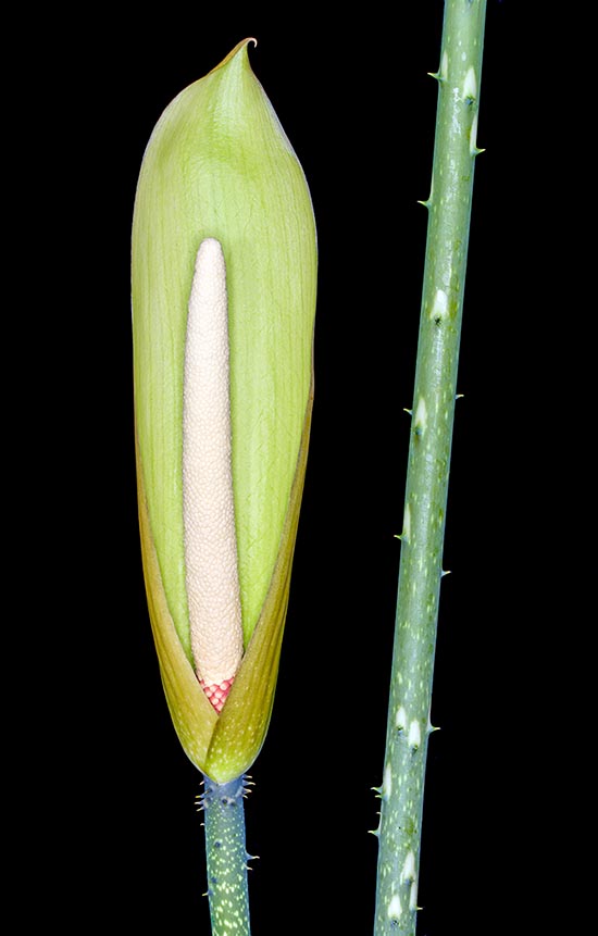 Anchomanes difformis, Araceae, children’s umbrella, God’s umbrella