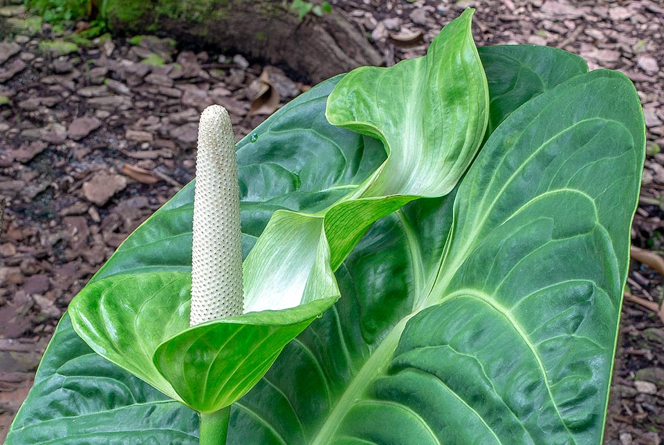 Anthurium veitchii, Araceae, king anthurium 