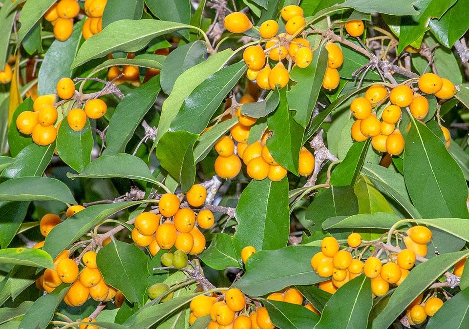 Auranticarpa rhombifolia, Pittosporaceae