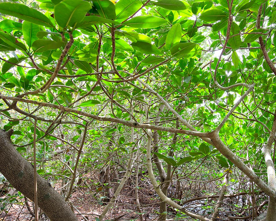 Avicennia germinans, Acanthaceae