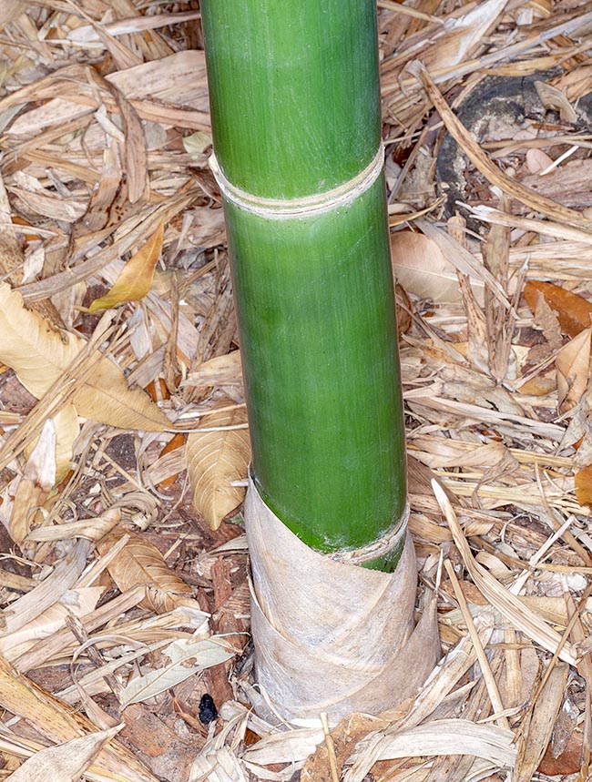 Bambusa oldhamii, Poaceae