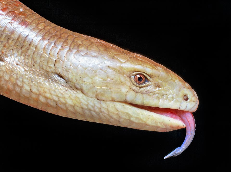 Pseudopus apodus, Pallas's glass lizard, Sheltopusik, Anguidae