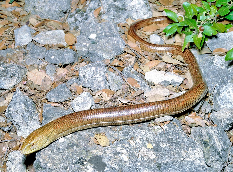 Pseudopus apodus, Pallas's glass lizard, Sheltopusik, Anguidae