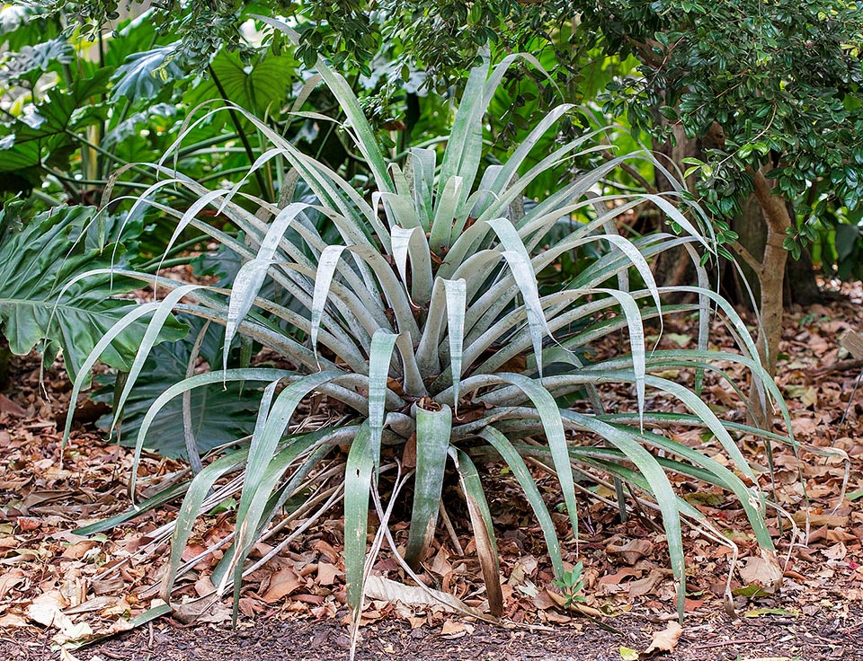 Alcantarea odorata, Bromeliaceae, fragrant alcantarea