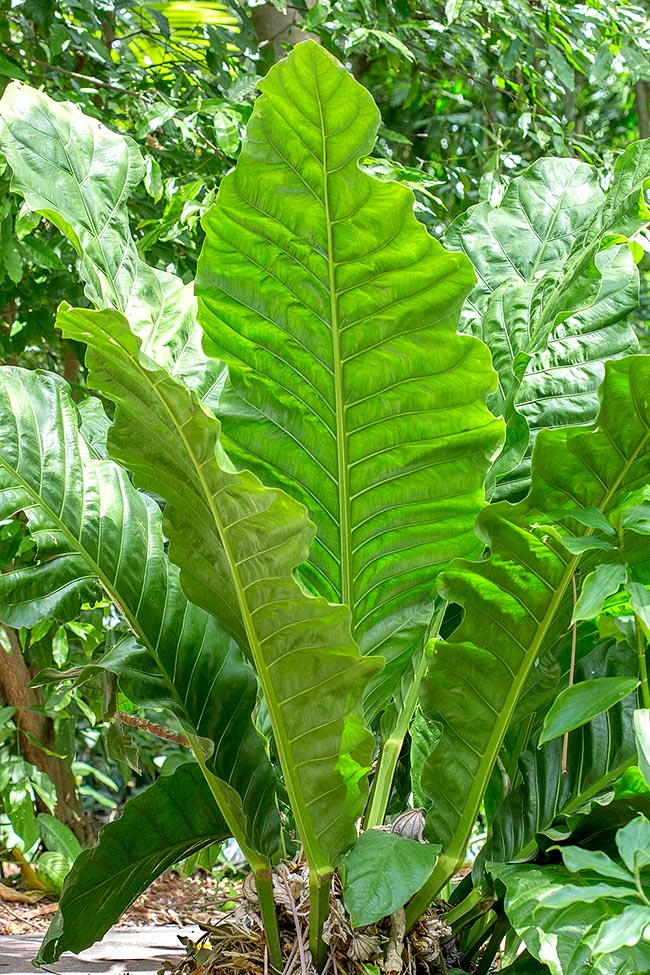 Anthurium schlechtendalii, Araceae, hoja de cuero, cola de faisán