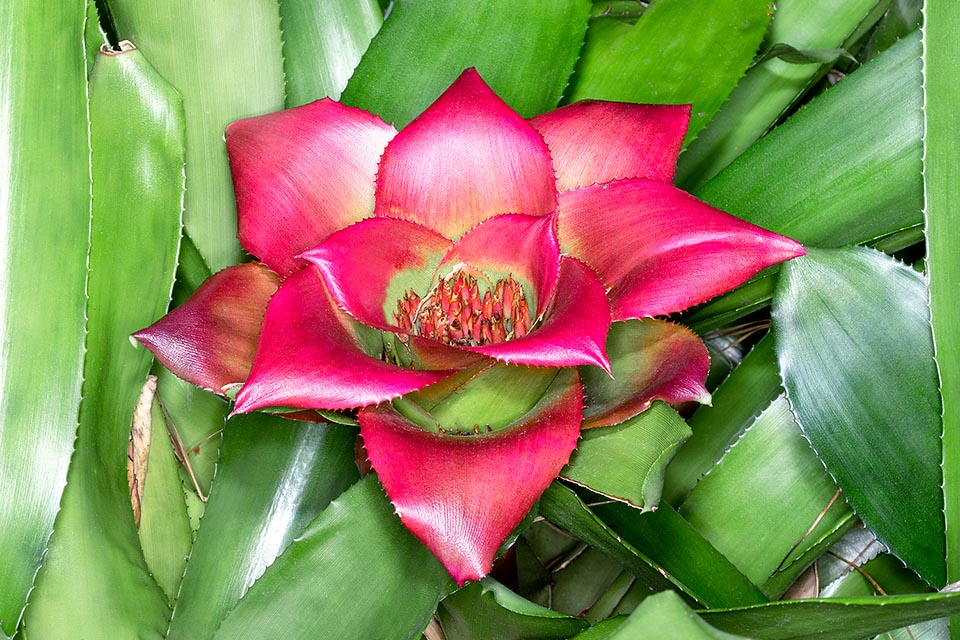 Canistrum fosterianum, Bromeliaceae