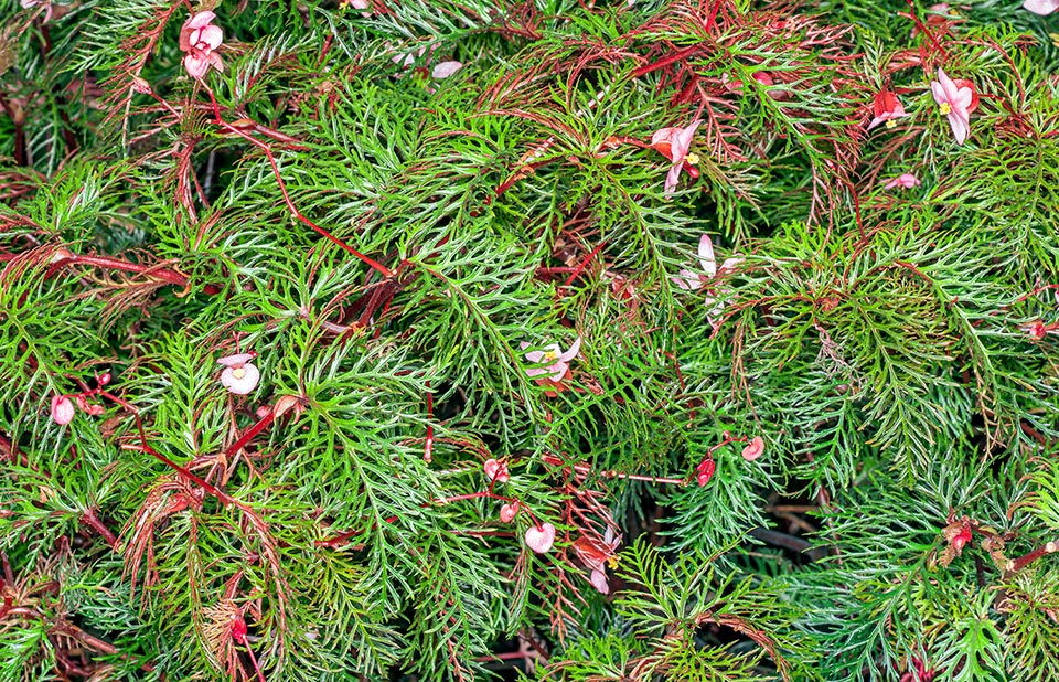 Begonia bipinnatifida, Begoniaceae