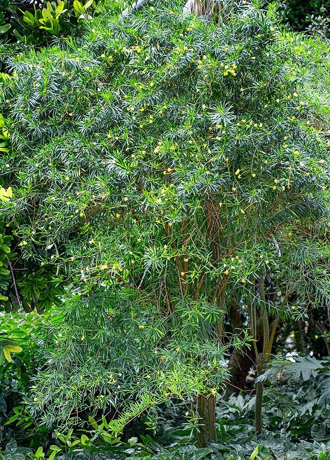 Brunfelsia densifolia, Solanaceae