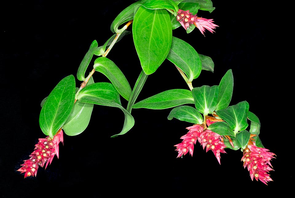 Cavendishia allenii, Ericaceae
