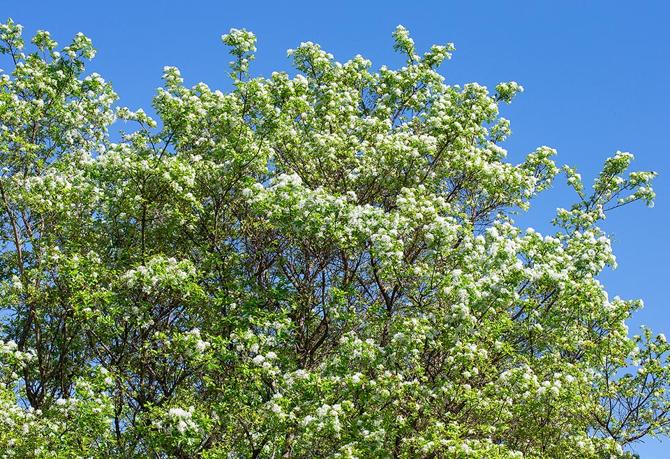 Chionanthus retusus, Oleaceae, arbre à franges, arbre de neige 