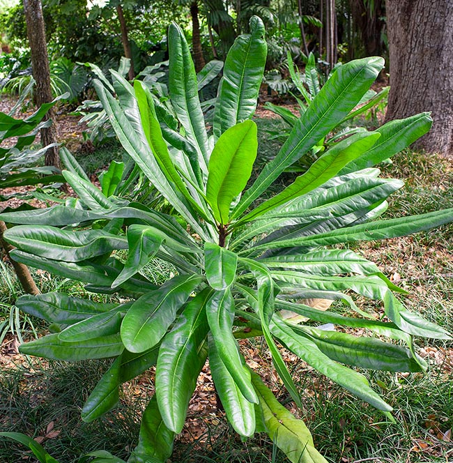 Clavija domingensis, Primulaceae, bois Jean Louis, grand coque mollier, langue a boeuf, langue de boeuf