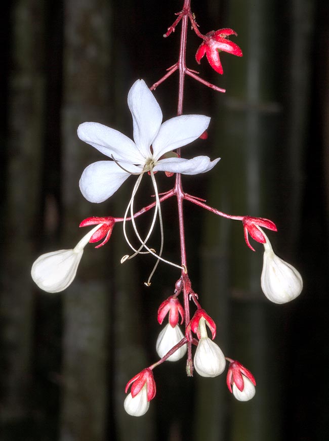 Clerodendrum schmidtii, Lamiaceae, chains of glory, lightbulbs 