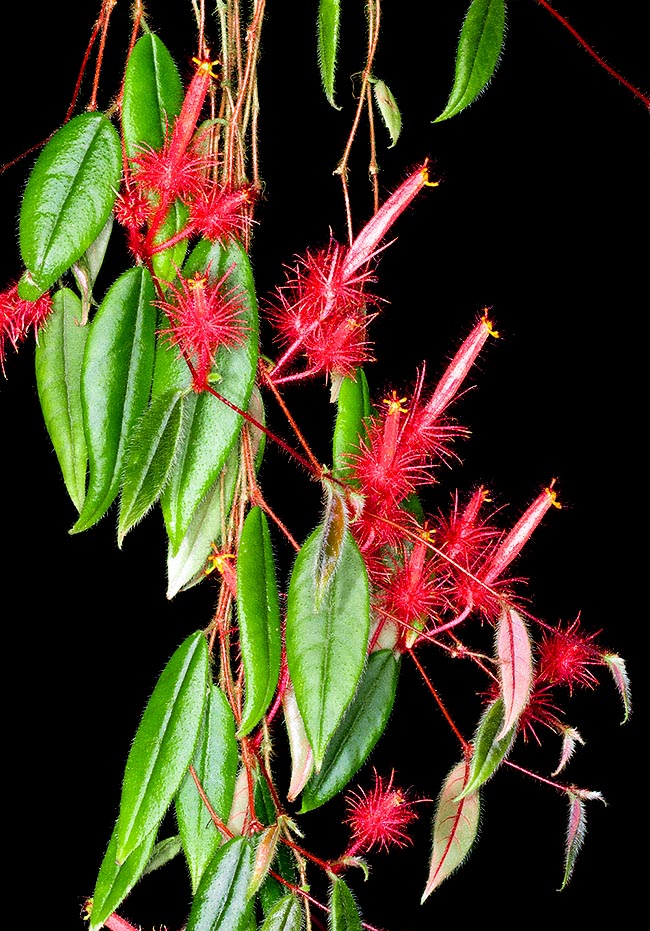 Columnea minor, Gesneriaceae