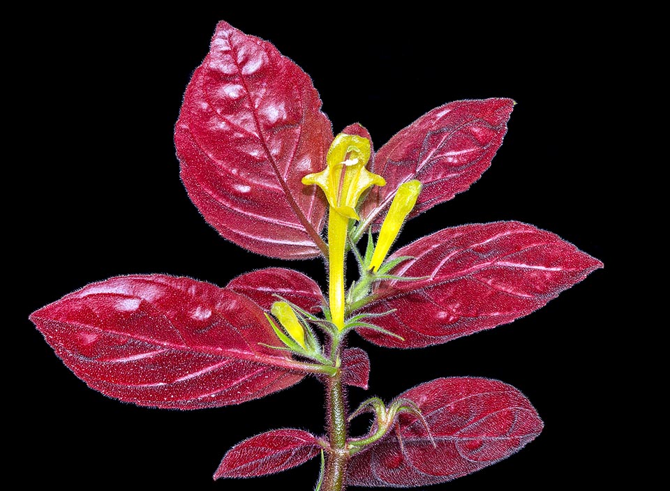 Columnea sulfurea, Gesneriaceae, 