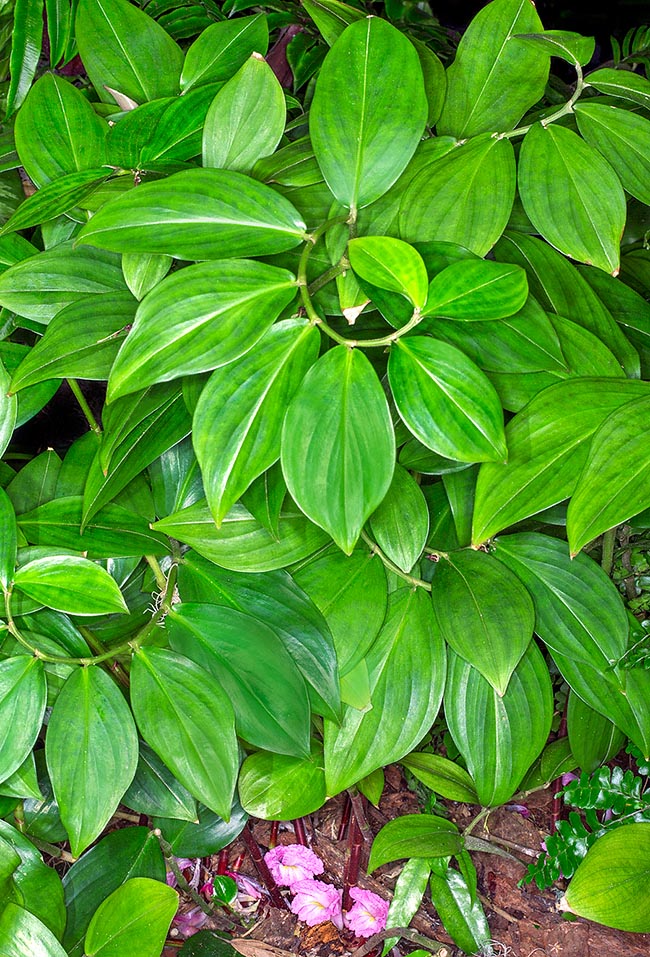 Costus tappenbeckianus, Costaceae