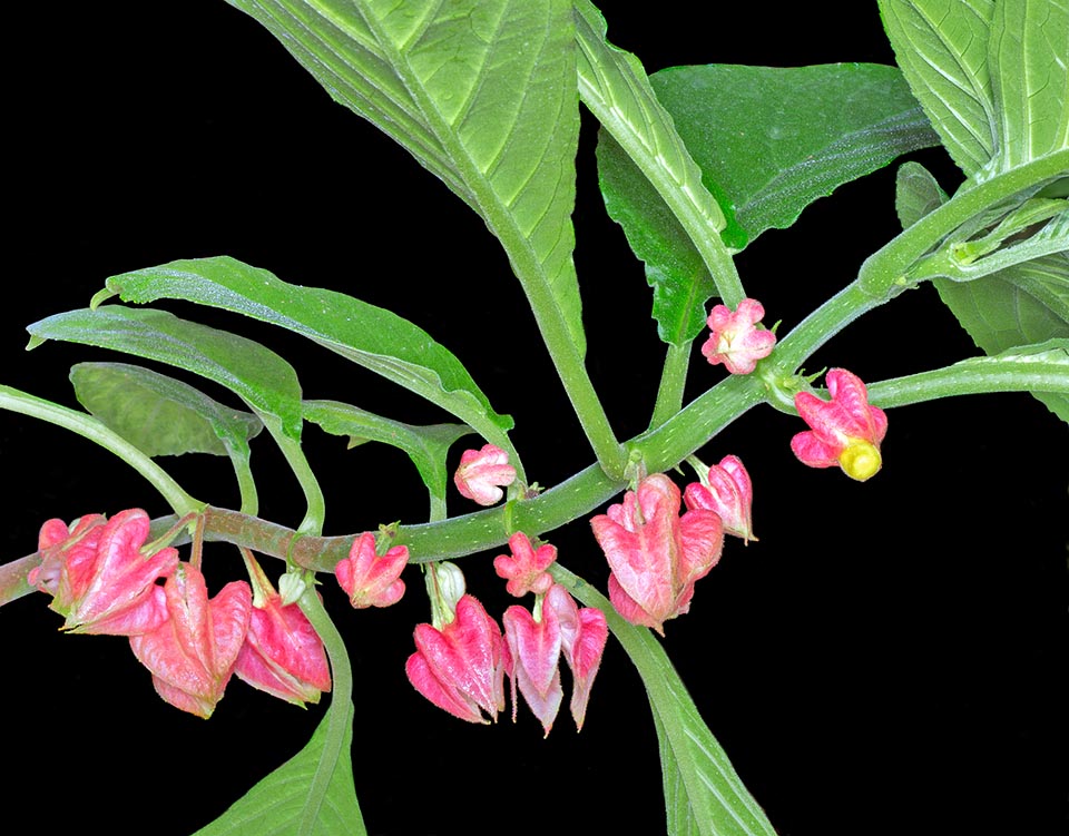 Drymonia strigosa, Gesneriaceae