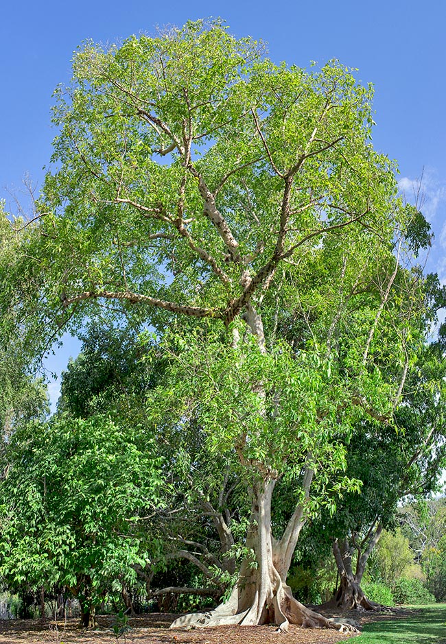Ficus racemosa, cluster fig, country fig, Moraceae