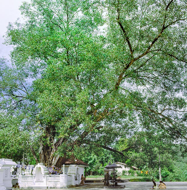 Ficus religiosa, Moraceae, albero di Buddha, fico delle pagode, fico sacro