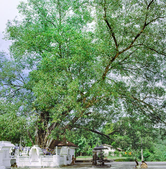 Ficus religiosa, Moraceae, bo tree, bodhi tree, peepal tree, peepul tree, sacred bo, sacred fig