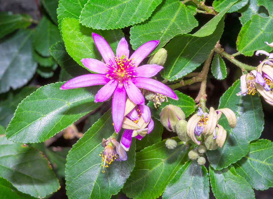 Grewia occidentalis, Malvaceae