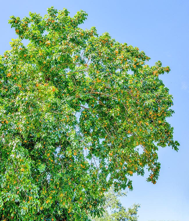 Harpullia pendula, Sapindaceae