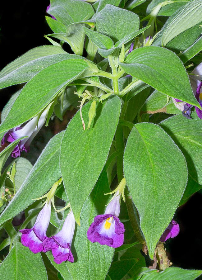Henckelia walkerae, Gesneriaceae