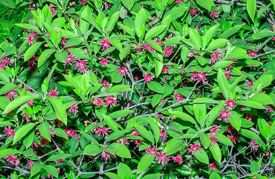 Illicium floridanum, Schisandraceae, Florida anise, Florida anise tree, purple anise, star anise, stinkbush 
