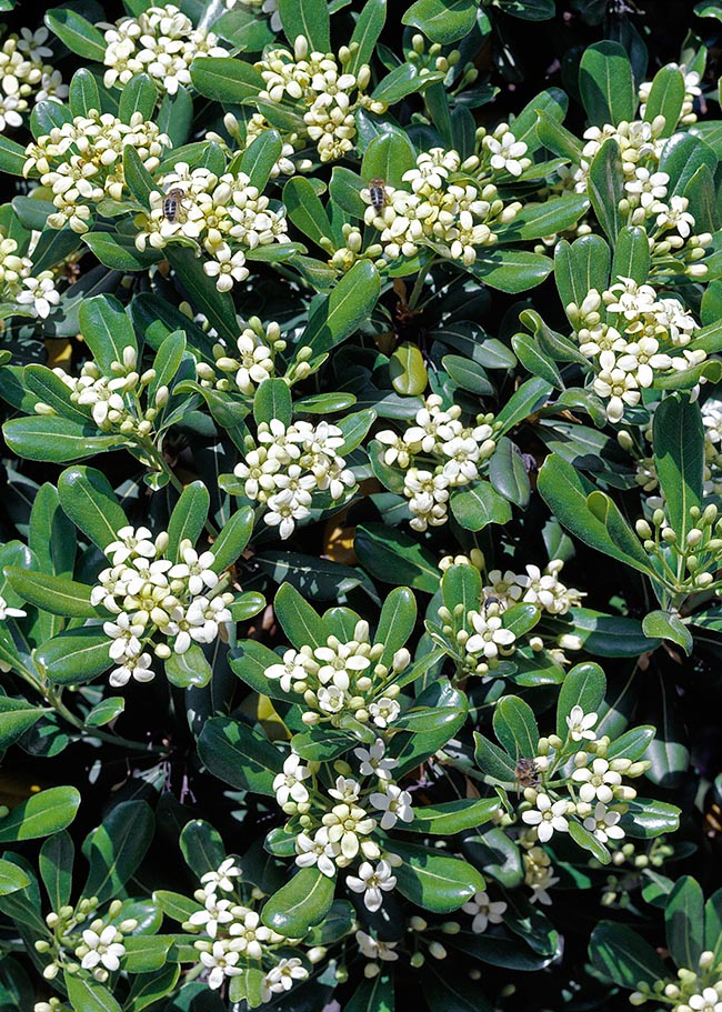 Pittosporum tobira,, Australian laurel, Japanese cheesewood, Japanese pittosporum, mock orange, Pittosporaceae