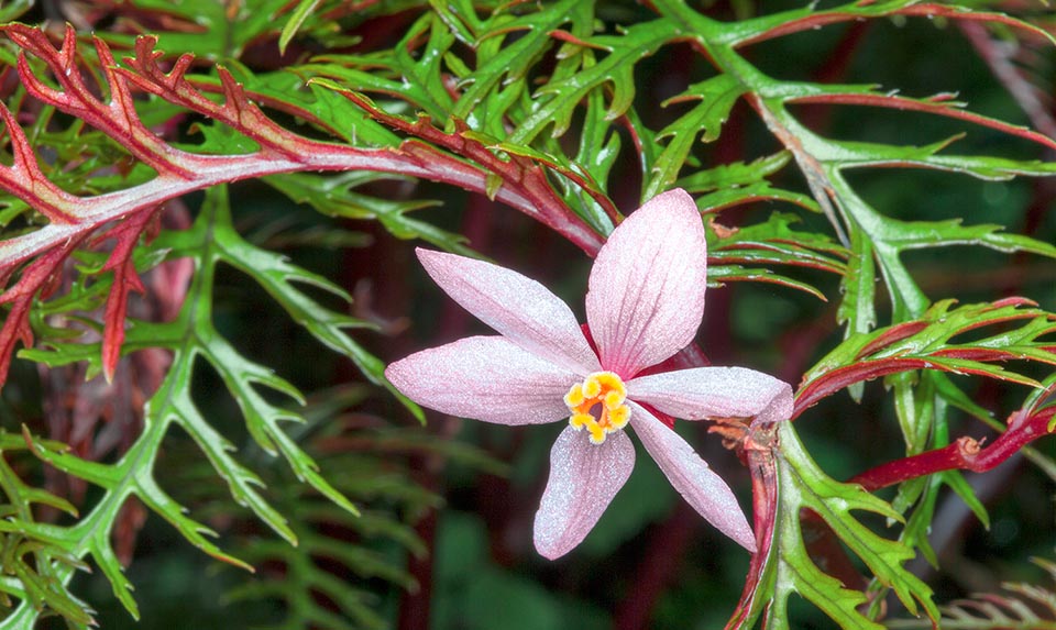 Begonia bipinnatifida, Begoniaceae