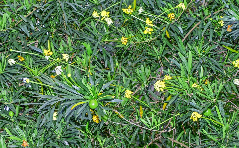 Brunfelsia densifolia, Solanaceae