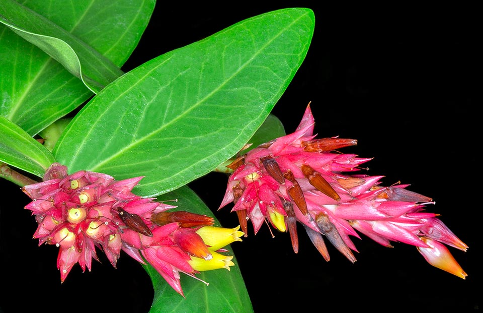 Cavendishia allenii, Ericaceae