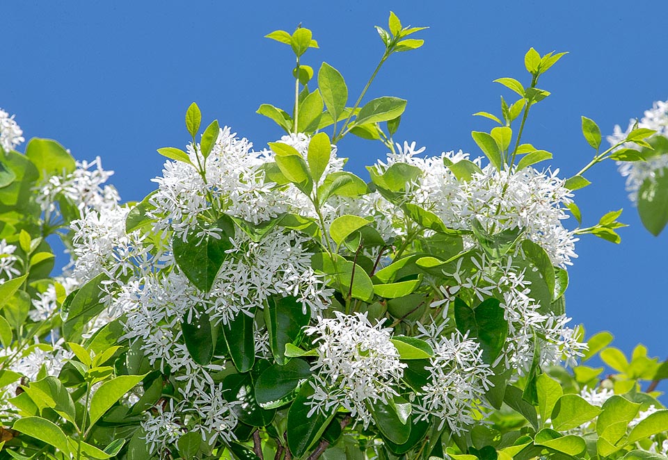 Chionanthus retusus, Oleaceae, albero della neve