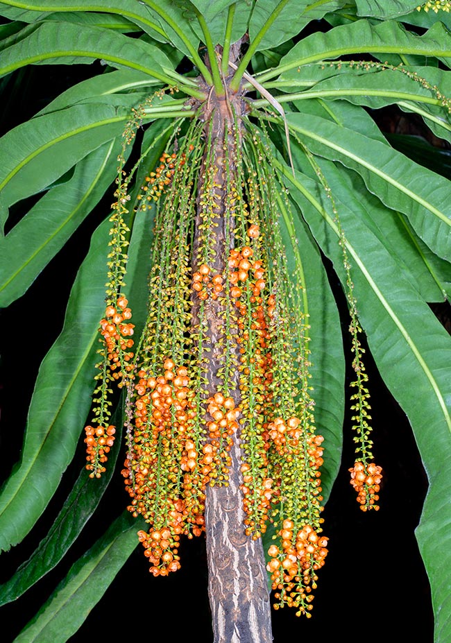 Clavija domingensis, Primulaceae, bois Jean Louis, grand coque mollier, langue a boeuf, langue de boeuf